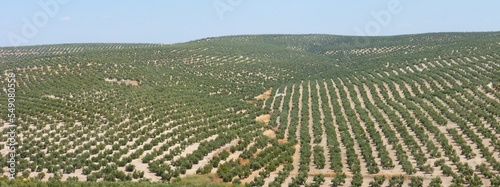Fotografija CAMPO DE OLIVOS EN LA PROVINCIA DE JAÉN, ANDALUCIA
