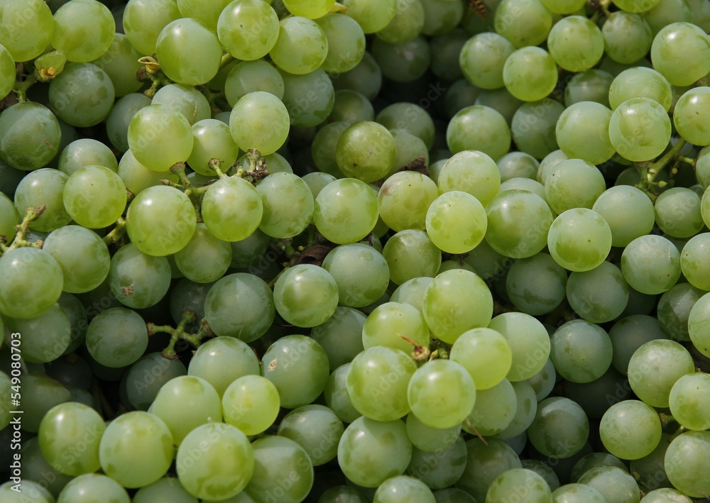 sweet,juicy fruits of grapes close up