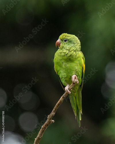 A Plain Parakeet perched on branch. Species Brotogeris chiriri. It is a typical parakeet of the Brazilian forest. Birdwatching. Birding. Parrot.