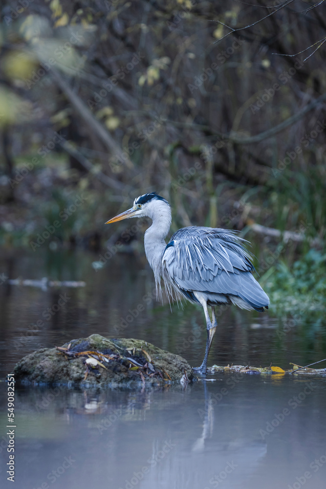 Wilder Graureiher am Bach beim jagen in der Natur Wildleben Wilder Graureiher am Bach beim jagen in der Natur Wildleben