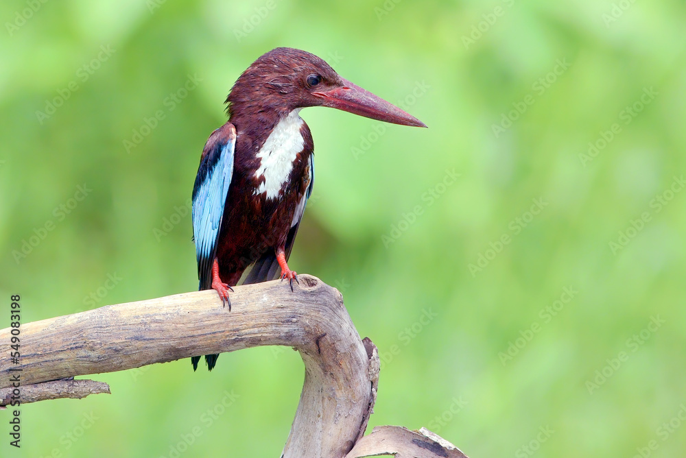 Fototapeta premium Javan kingfisher perched on a tree