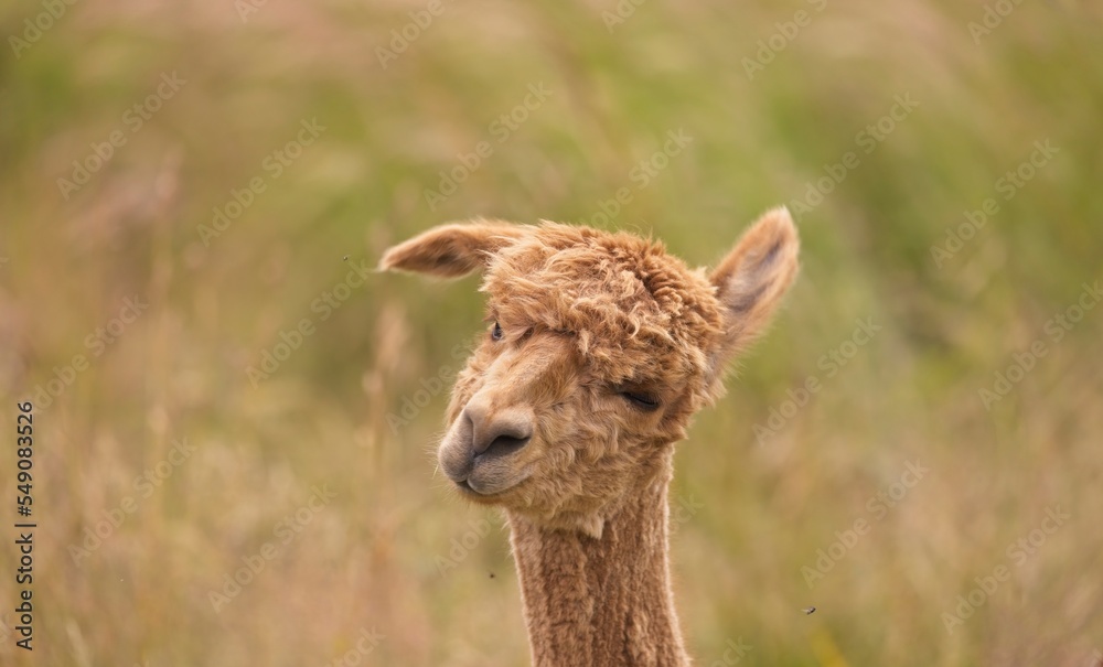 The alpaca is a domesticated camel from the Andes that is related to the vicuña. Alpacas are bred for their very fine hair, which is often called alpaca wool The alpaca is a domesticated camel from the Andes that is related to the vicuña. Alpacas are bred for their very fine hair, which is often called alpaca wool