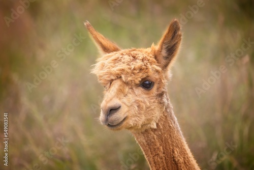 The alpaca is a domesticated camel from the Andes that is related to the vicuña. Alpacas are bred for their very fine hair, which is often called alpaca wool © Olavi