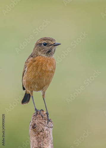 Orange breasted female Stonechat (Saxicola rubicola) perched on a stick