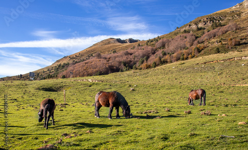 Horses in the Belagua Valley  a dream setting  in the border area of Spain and France.