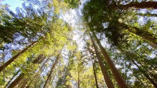 trees sky forest nature  © YourBestPhoto.ca