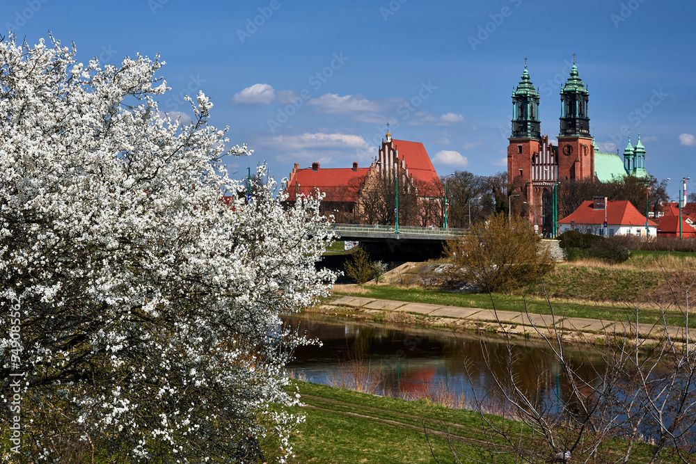 Historic, gothic buildings on the Warta River and white flowers in bushes