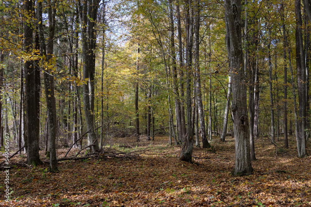 Autumnal deciduous tree stand with hornbeams and maple Autumnal deciduous tree stand with hornbeams and maple
