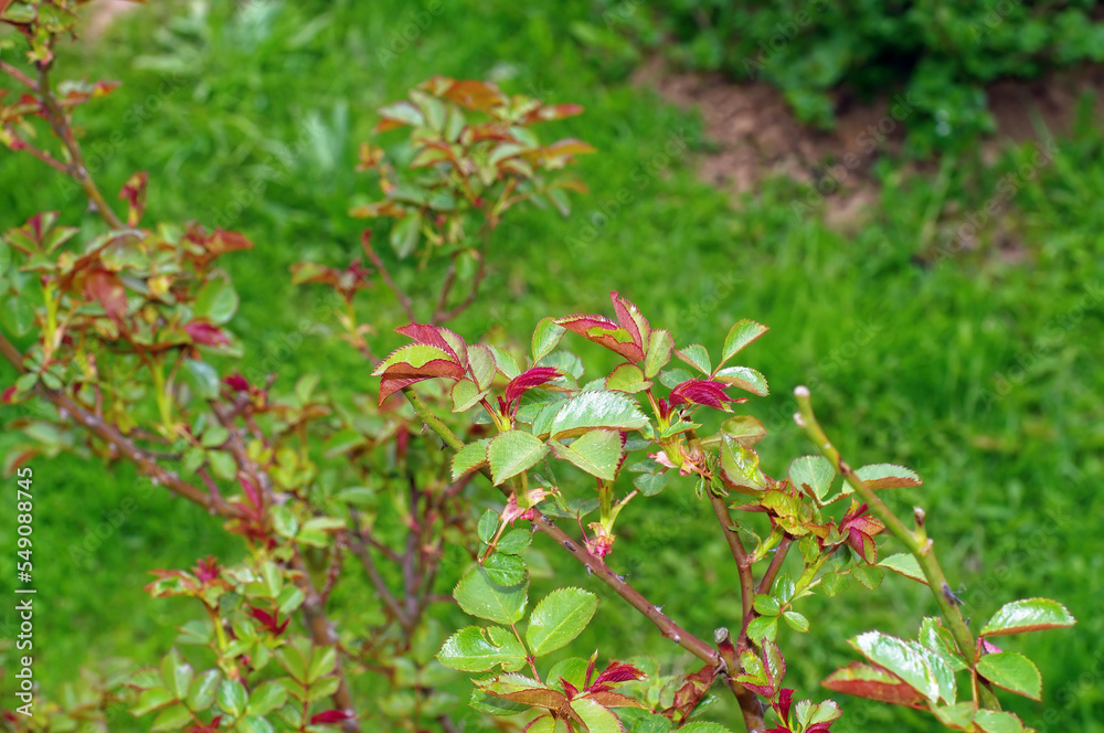 young leaves well rose bush young leaves well rose bush