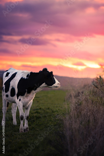 Closeup portrait of black and white cow in the warm light of a colorful sunset in Germany © Julia