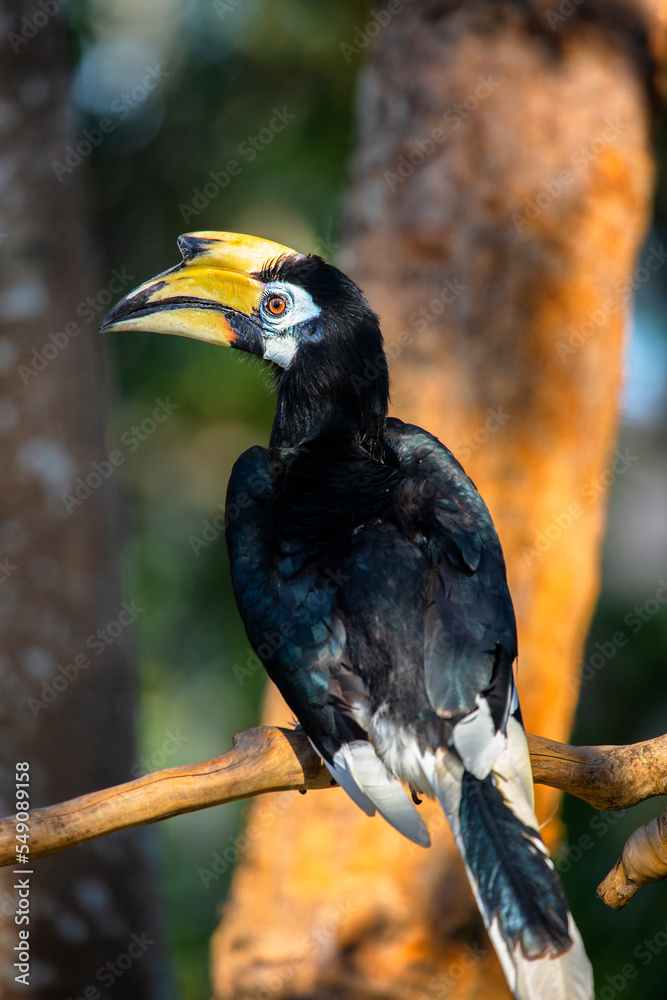 Wreathed hornbill exotic Indonesian bird