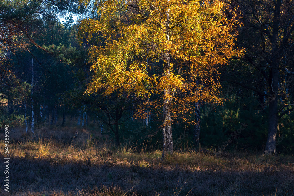 Fototapeta premium orange autumn birch tree in sunlight