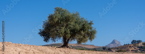 Beautiful lonely olive tree with blue sky in the background