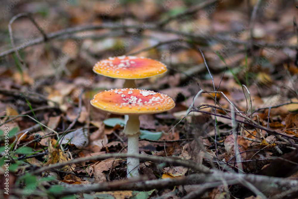 Red poisonous fly agaric in the forest. Close-up. Fly agaric red.