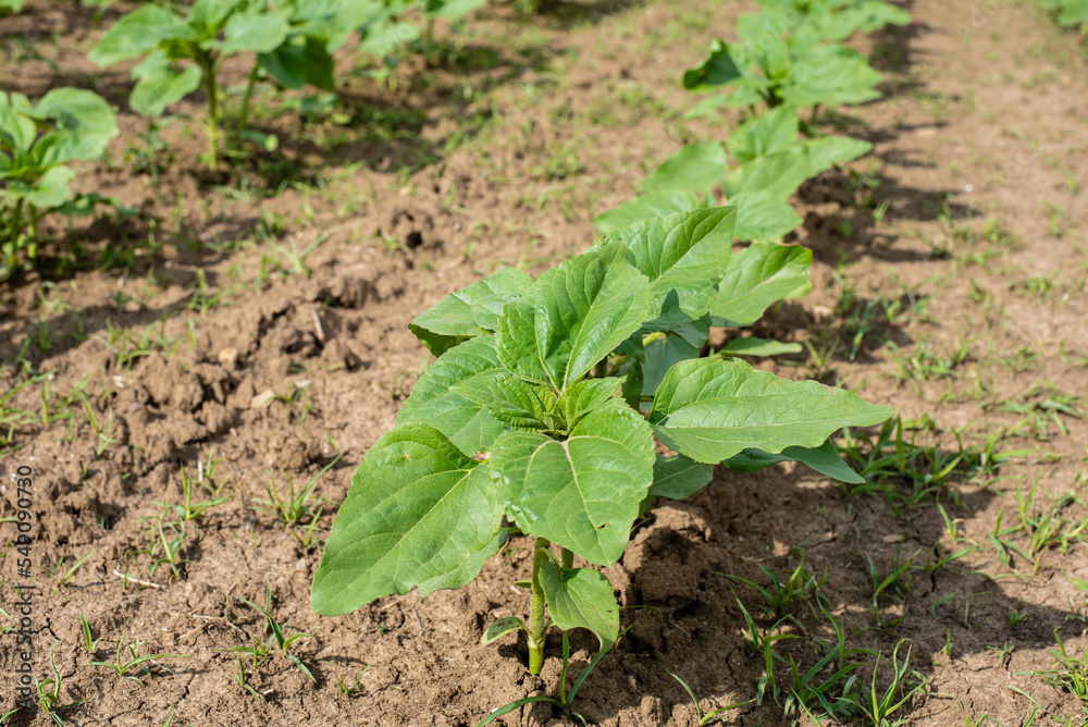 A close-up of a sprout of sunflower sprouts lit by the afternoon sun on fertile black soil. Concept agro culture
A close-up of a sprout of sunflower sprouts lit by the afternoon sun on fertile black soil. Concept agro culture