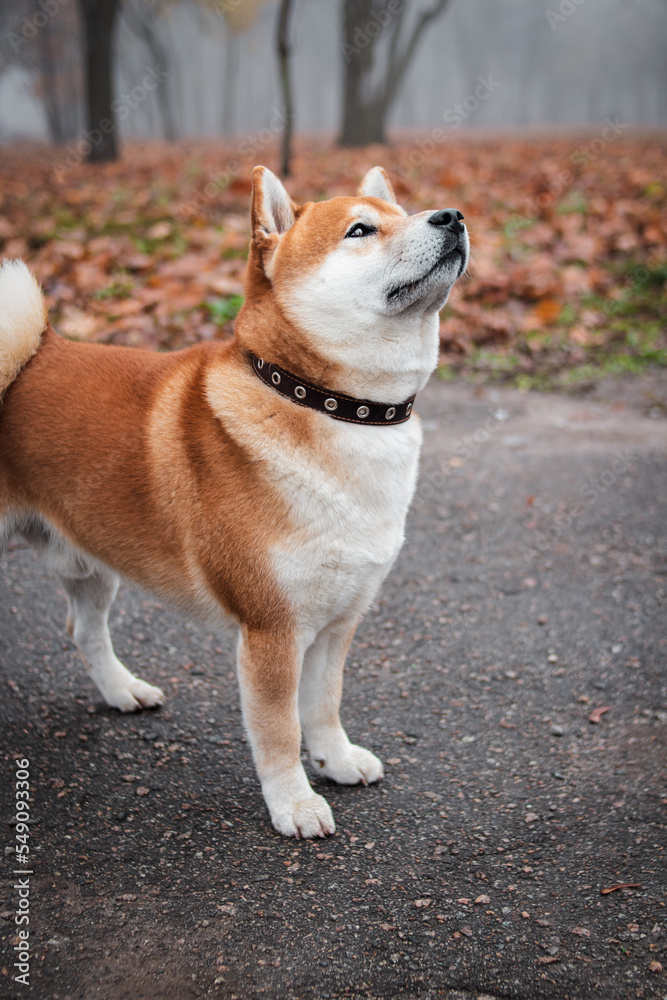 Japanese Shiba Inu breed dog walks in the autumn foggy park. Ukrainian dog shiba inu Kent