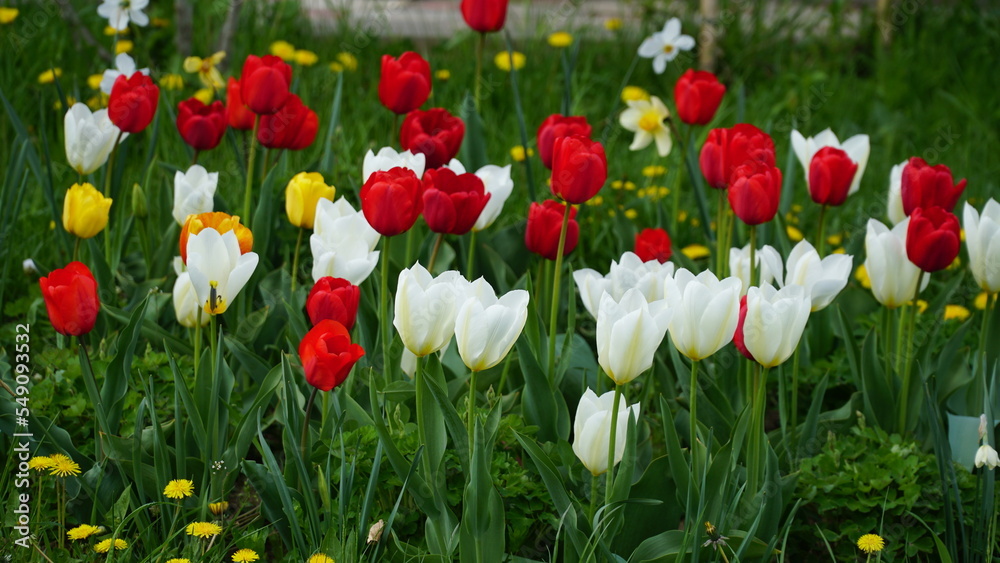 Obraz premium Beautiful tulips. Variety of spring flowers. Landscaping. Flowerbeds of tulips