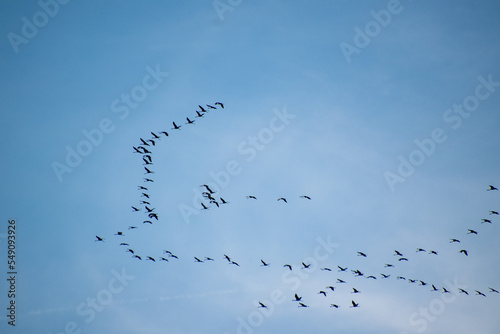 Cranes Flying South in November