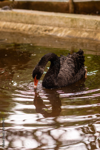 One beautiful Black Swan swimming in the lake in natural surroundings