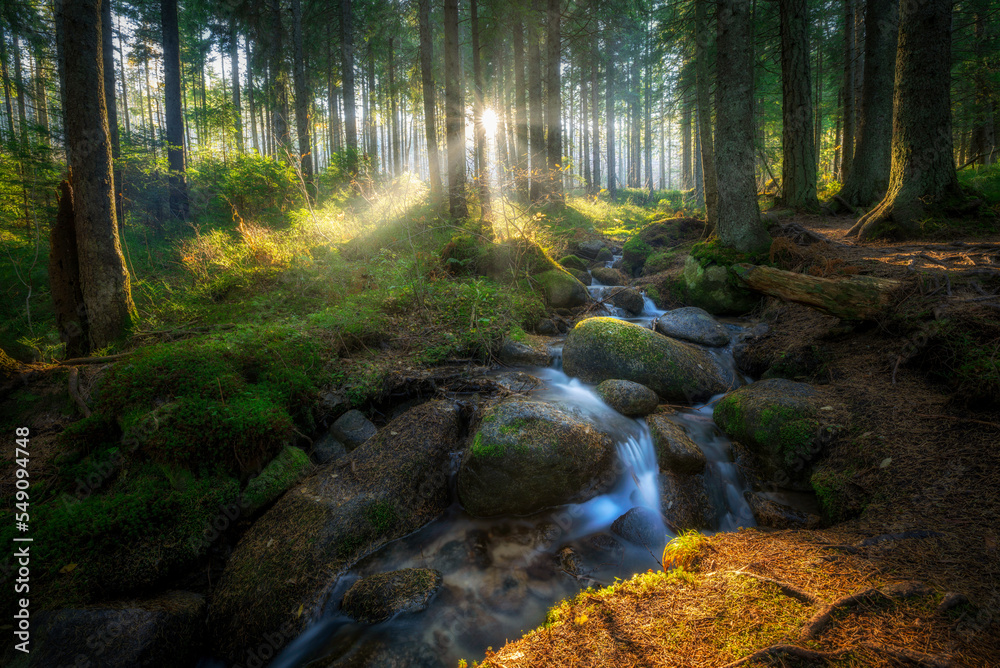 Fototapeta premium Beautiful sunny morning in green forest