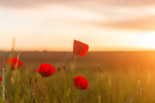 Fotografie, Obraz Morning sunrise with red poppy in the field Morocco Meknes Region