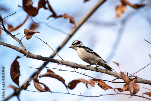 Downy Woodpecker