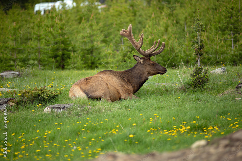 Bull Elk laying resting in a mountain meadow wild elk Bull Elk laying resting in a mountain meadow wild elk