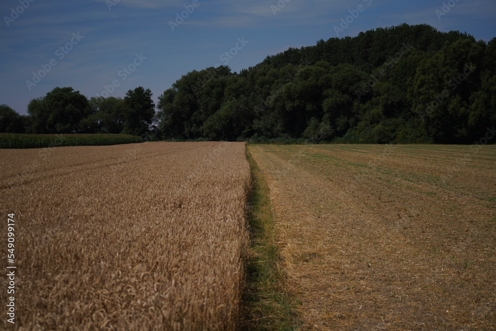 Grains in the field before harvest