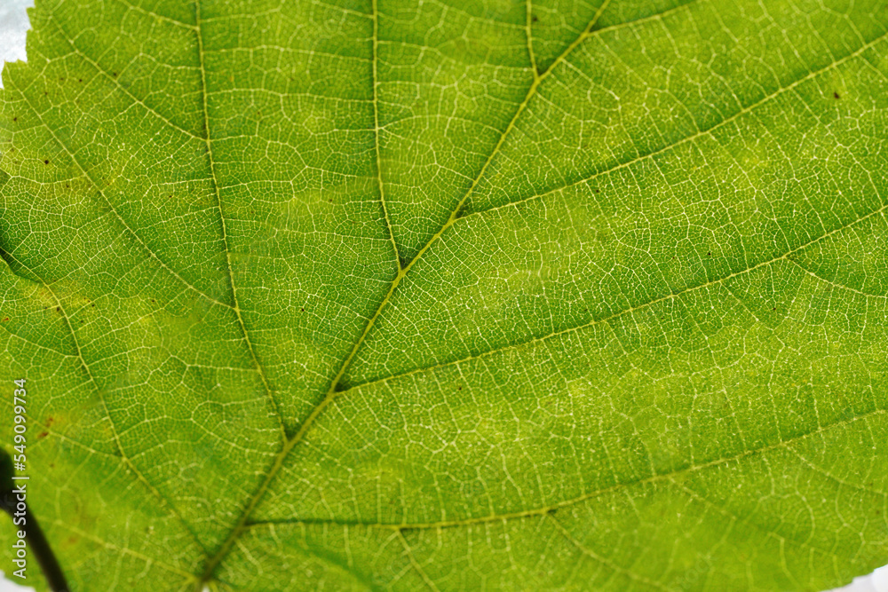 Leaf of a deciduous tree Leaf of a deciduous tree