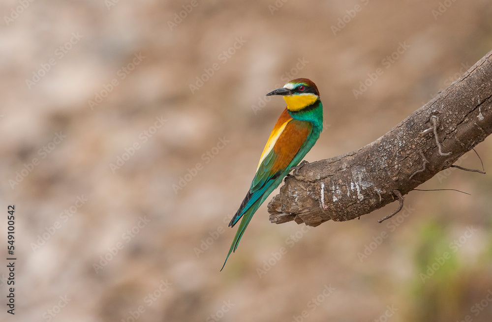 European Bee eater (Merops apiaster) is a species of bird that lives in Africa in winter and in Europe and Asia. European Bee eater (Merops apiaster) is a species of bird that lives in Africa in winter and in Europe and Asia.
