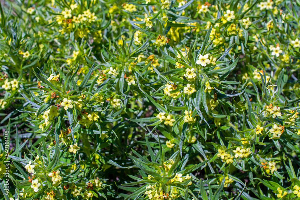Yellow flowers of western stoneseed wildflower Yellow flowers of western stoneseed wildflower