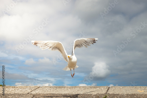 Möwe schwingt Flügel. Seagull swings wings. photo