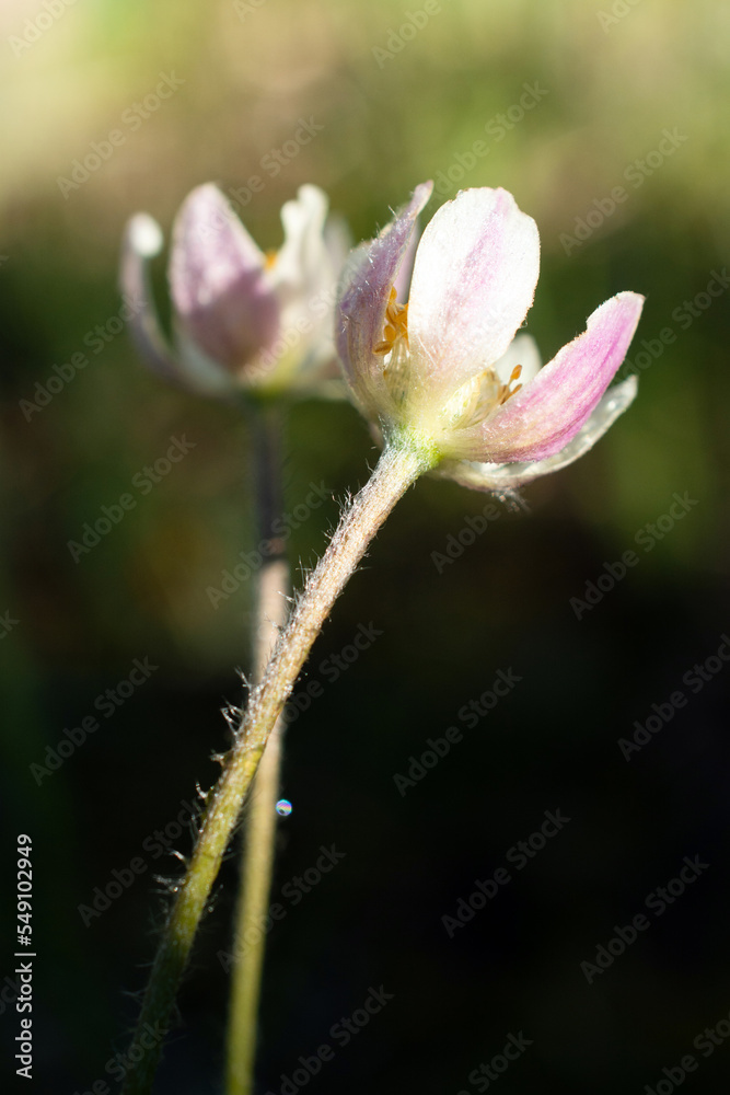 Cut-leaf anenome wildflower pink flower in bloom