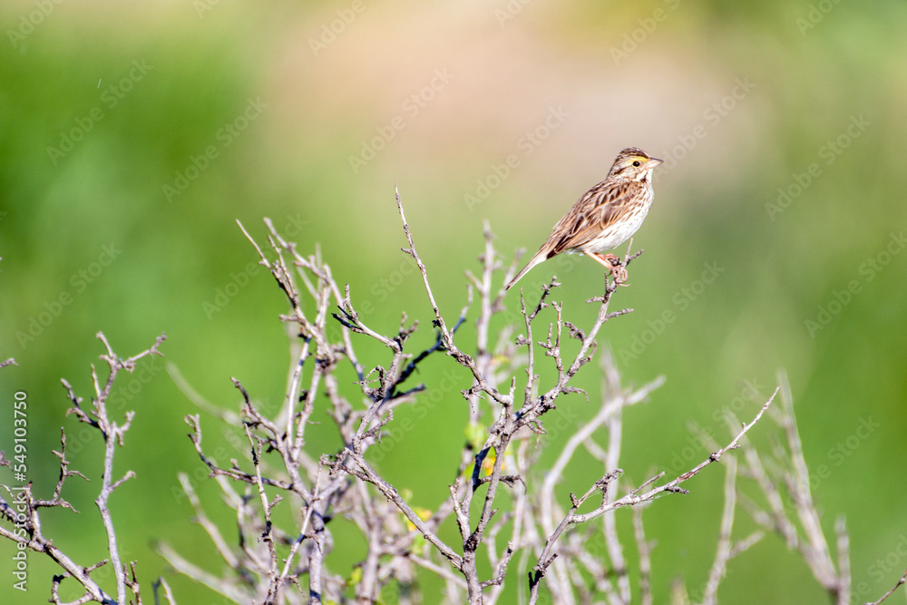 Savannah sparrow bird perched in shrub