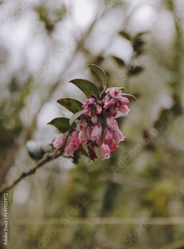 Vertical selective focus shot of pink Vaccinium floribundum in the garden on blur background photo