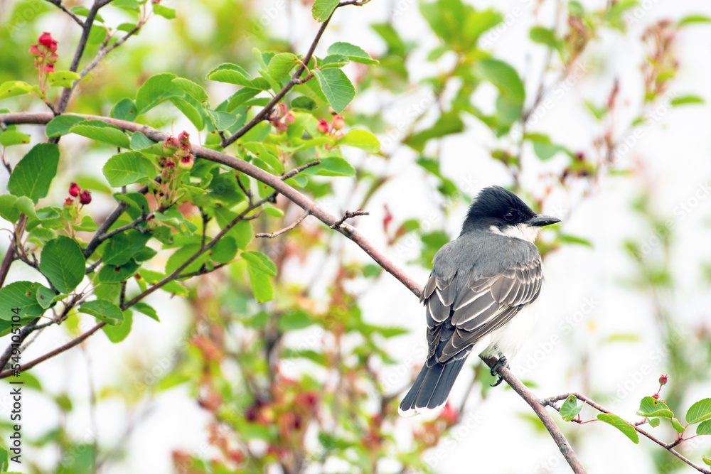 Obraz premium Eastern kingbird bird perched in tree