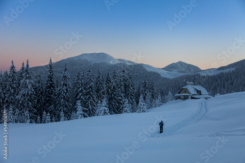 A hiker goes to an alpine house among a snow covered spruce trees with beautiful Carpathian mountain on the sunrise horizon