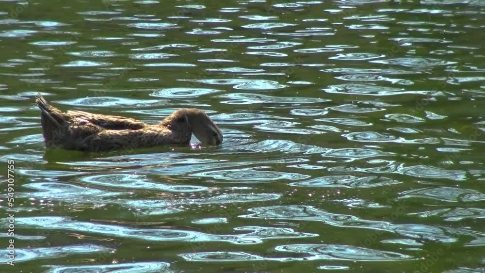 The mallard or wild duck (Anas platyrhynchos) swims in green water The mallard or wild duck (Anas platyrhynchos) swims in green water