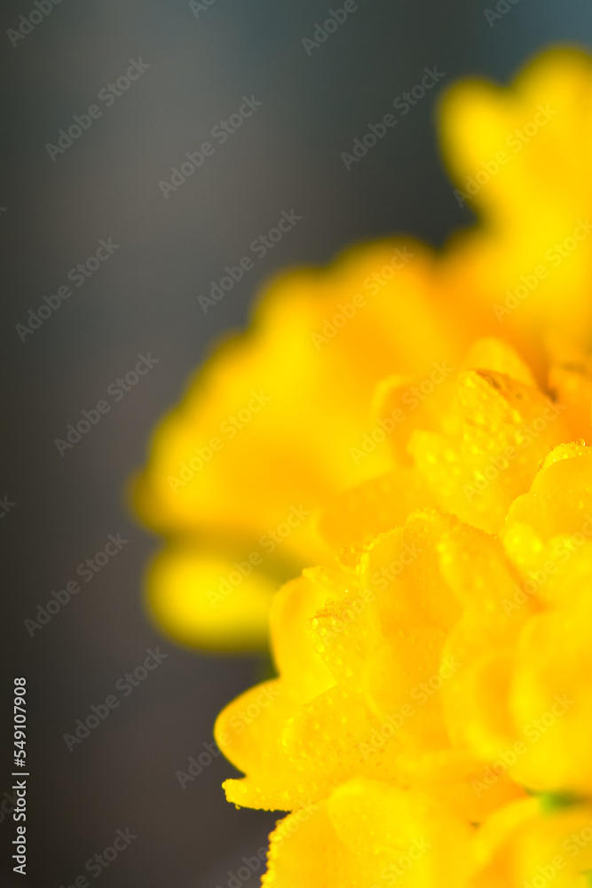 Close-up of yellow Freesia flowers with space for text. Close-up of yellow Freesia flowers with space for text.
