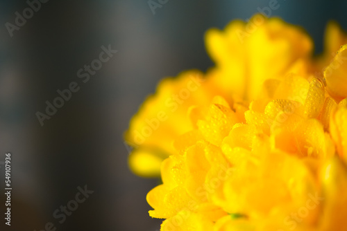 Close-up of yellow Freesia flowers with space for text.