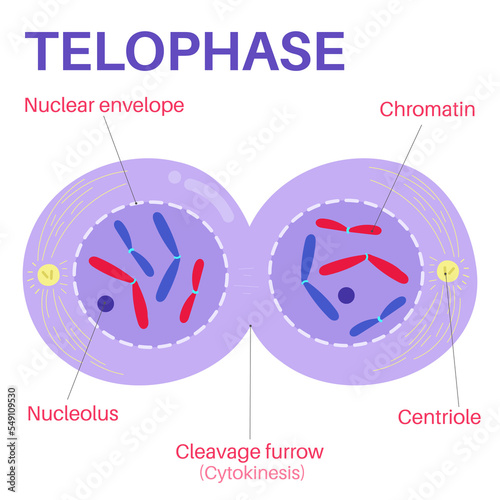Telophase is the final phase of mitosis. photo