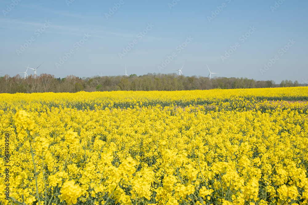 bright yellow field of blooming rapeseed sunny spring day, natural background bright yellow field of blooming rapeseed sunny spring day, natural background