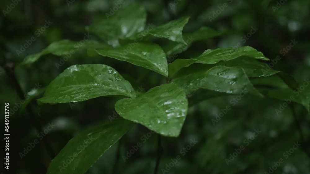 Raindrops falling on leaves in the jungle, in Indonesia Raindrops falling on leaves in the jungle, in Indonesia
