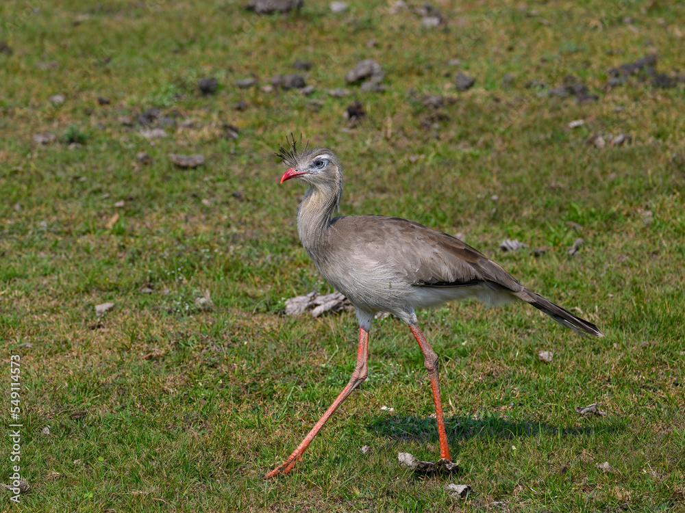 Naklejka premium Red-legged seriema walking in the field