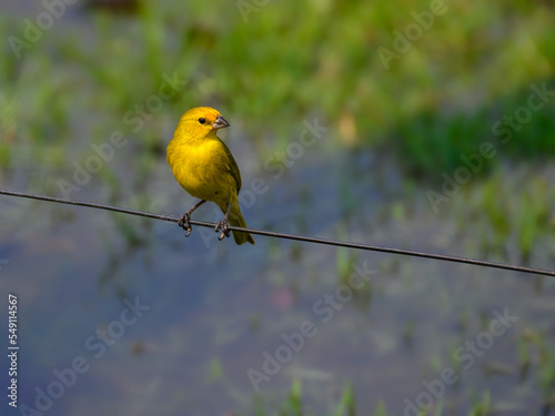 Saffron Finch sitting on a fence wire