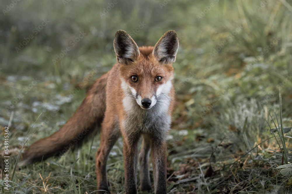 Obraz premium Red fox Vulpes vulpes in the meadow in search of food - the natural habitat of the fox - rural landscape, natural meadow, red predator