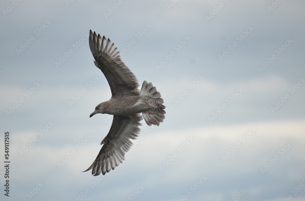 Obraz premium Seagul in flight