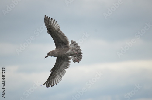 Seagul in flight