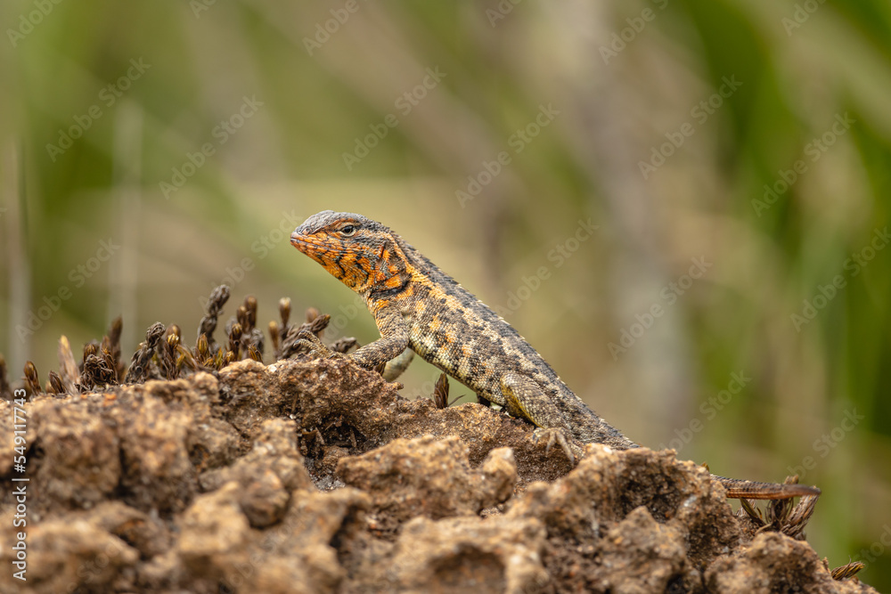 Naklejka premium lizard in the city of Santo Antonio do Itambe, State of Minas Gerais, Brazil