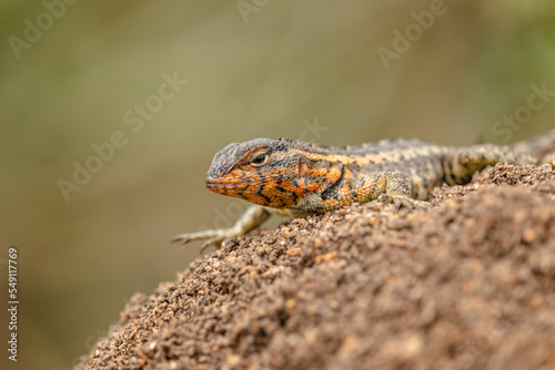 lizard in the city of Santo Antonio do Itambe, State of Minas Gerais, Brazil photo